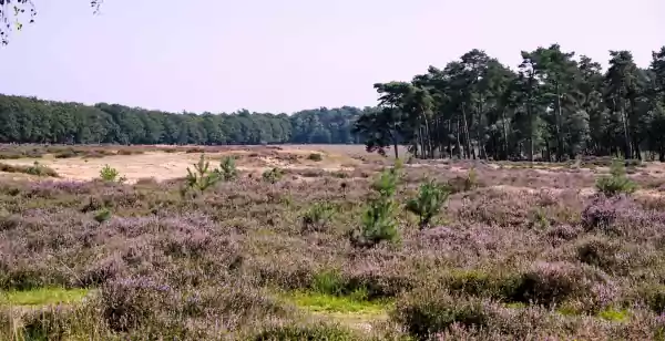 Op de grote stille heide... Vanaf midden juli staat de hei in Nederland weer in bloei! Foto: DagjeWeg.NL © Tonny van Oosten