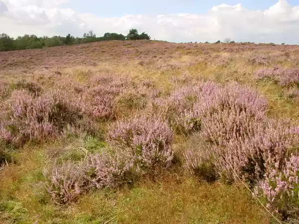 Foto: Limburgs Landschap Gouda | Foto ge&uuml;pload door gebruiker limburgslandschap