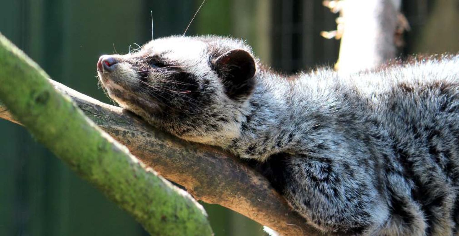 In Taman Indonesia genieten de dieren al van het voorjaarszonnetje. Foto: Taman Indonesia