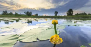 Rondvaart over het Naardermeer Rondvaart over het NaardermeerFoto geüpload door gebruiker Natuurmonumenten.
