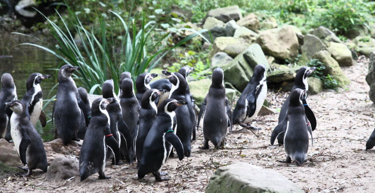 Nieuwsgierige pinguïns in AquaZoo Leeuwarden. Foto: DagjeWeg.NL.