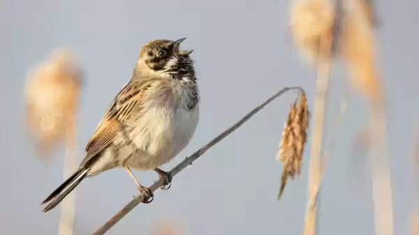 Vogels van de Engbertsdijksvenen de Pollen rietgors | Foto ge&uuml;pload door gebruiker Staatsbosbeheer.