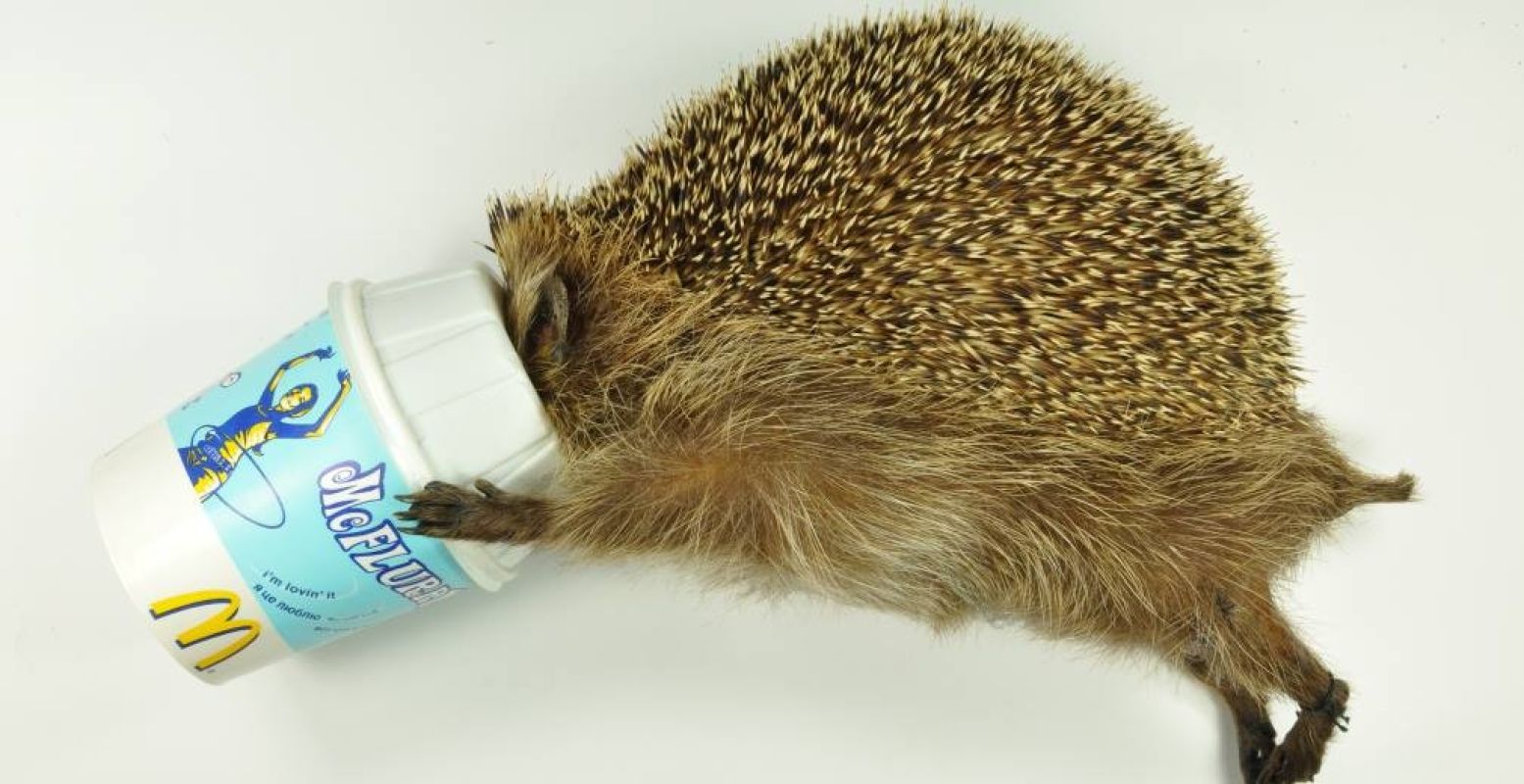 Dit lieve egeltje vond zijn dood in een Mc-Flurry. Foto: Het Natuurhistorisch.