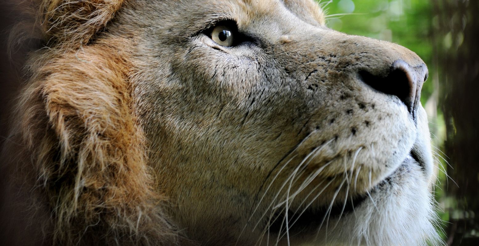 Ontmoet naast koning leeuw ook heel veel andere dieren in GaiaZOO. Foto: GaiaZOO