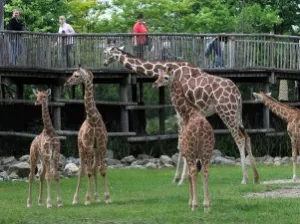 Wandel op ooghoogte van de giraffen. Foto: Diergaarde Blijdorp © Rob Doolaard.