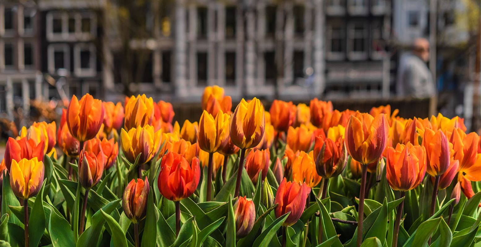 Genieten van de tulpen in Amsterdam tijdens het Tulp Festival. Foto: Tulp Festival © John Lewis Marshall