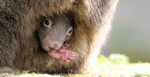 Beschuit met muisjes in de Nederlandse dierentuinen! De nieuwsgierige babywombat in BestZOO. Foto: BestZOO © Bianca van Vugt