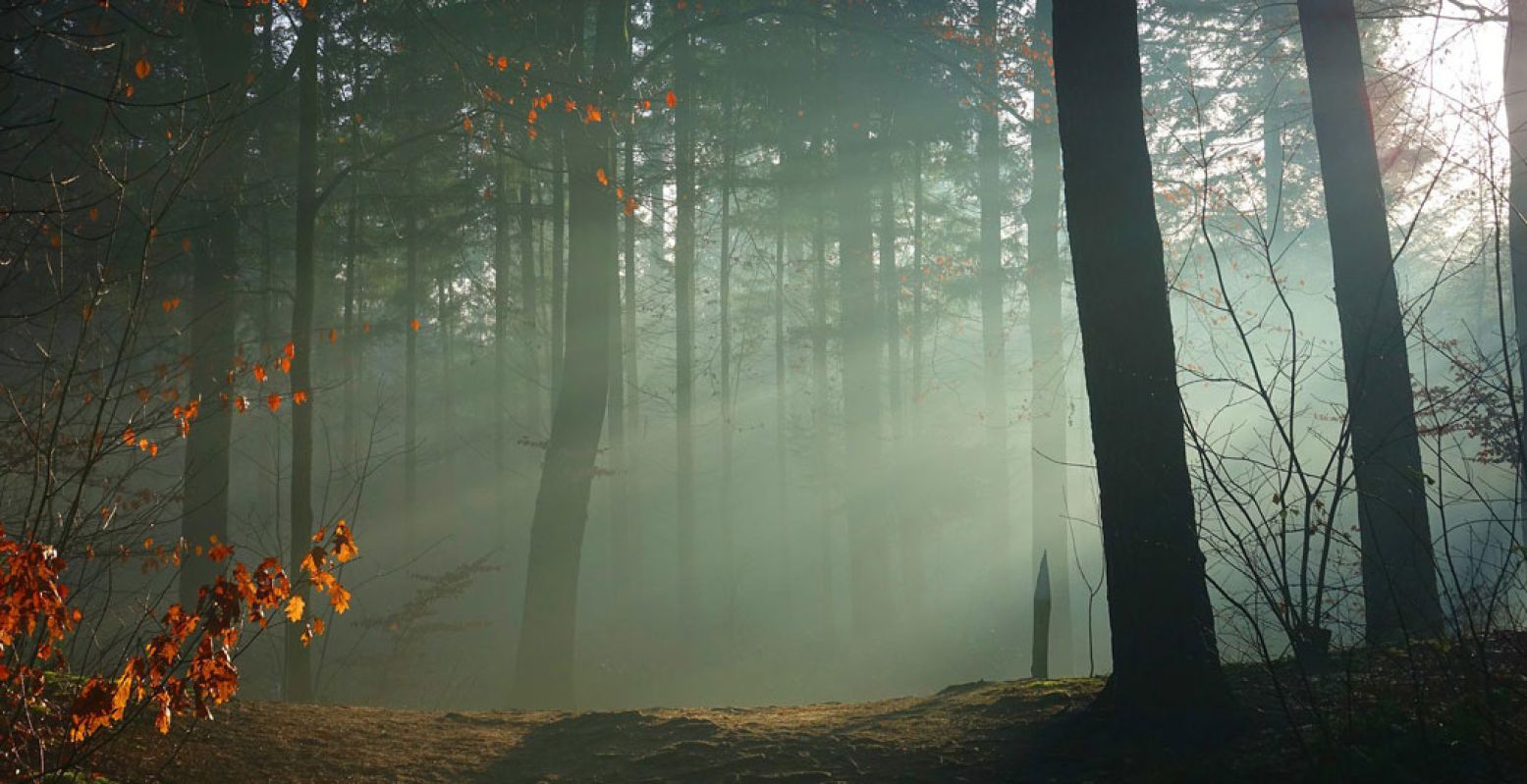 Geniet van de eerste zonnestralen door de bomen tijdens een rondje dauwtrappen. Foto:  Aart Beijeman  via  Pixabay 