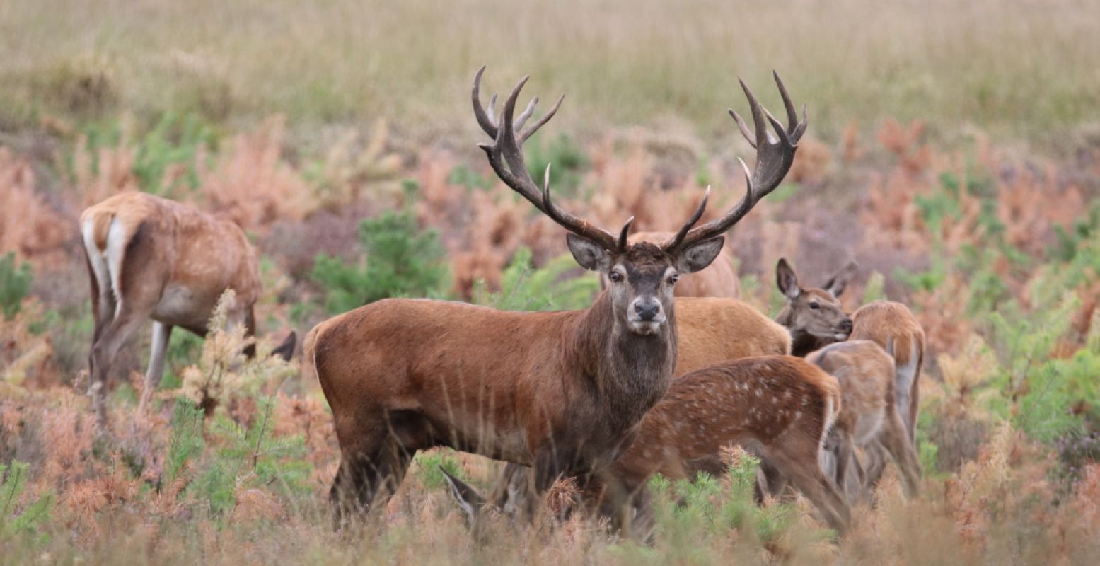 Wie weet spot je dit edelhert wel op de Hoge Veluwe. Foto: Het Nationale Park De Hoge Veluwe.