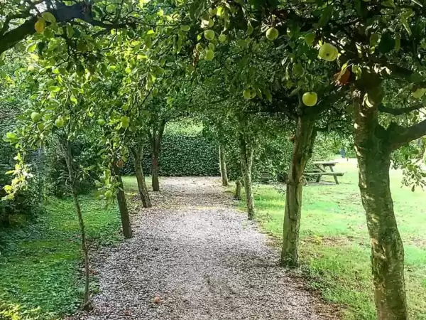 Appelbomen in het voedselbos. Foto: Voedselbos Drenthe