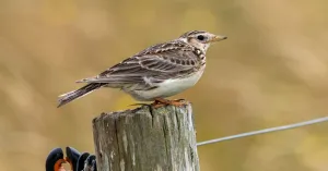 Veldleeuweriken kijken in natuurgebied Waalenburg - De Marel, Texel Veldleeuweriken kijken in natuurgebied Waalenburg - De Marel, Texel | Foto geüpload door gebruiker Natuurmonumenten.