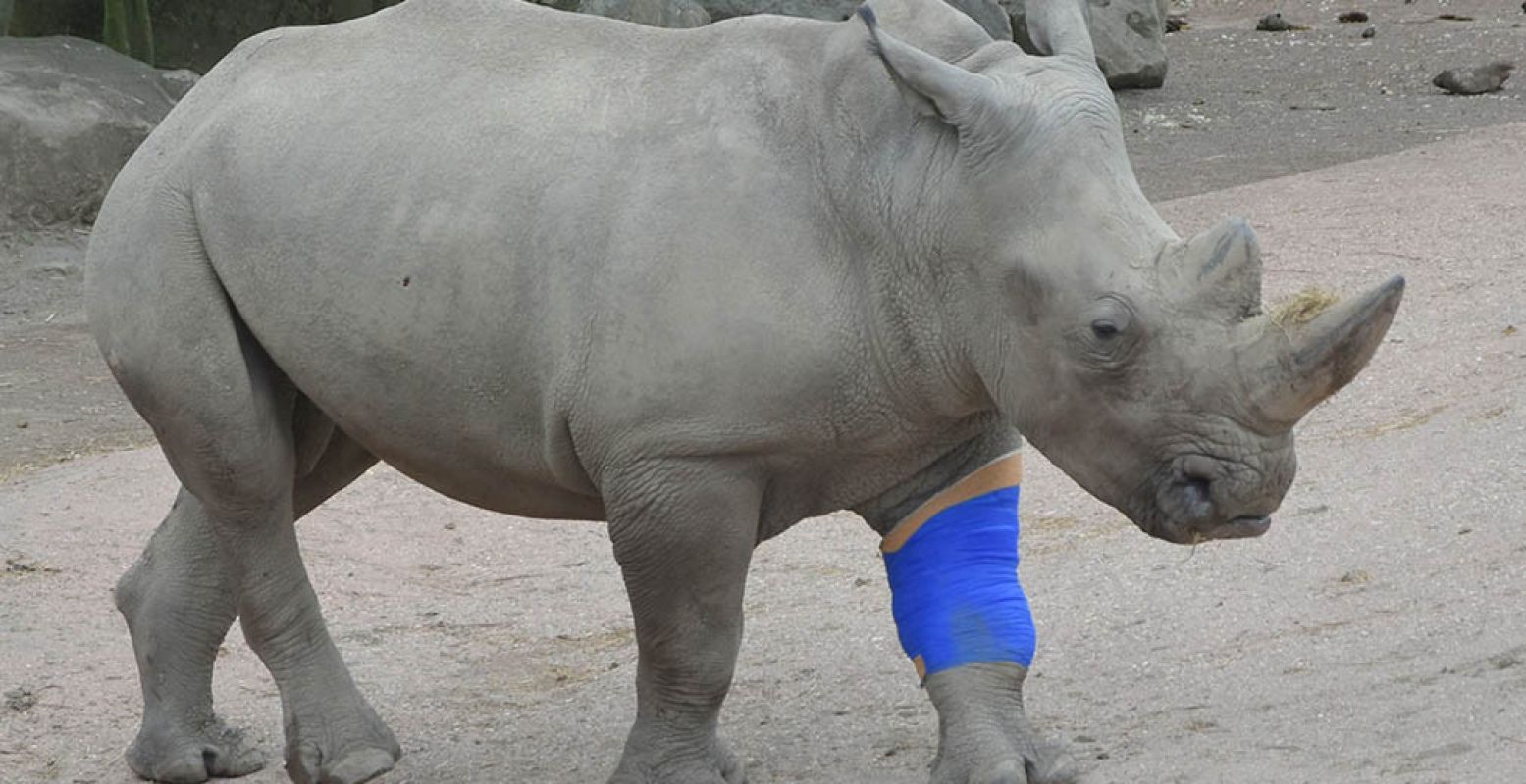 Thabo herstelde vorig jaar na lange tijd van een stoeipartij en is weer toe aan gezelschap. Foto: GaiaZOO.