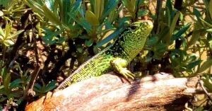OERRR Hagedissen OERRR Hagedissen | Foto geüpload door gebruiker Natuurmonumenten.