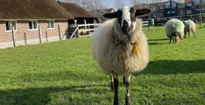 De leukste markten in juni De schapen worden geschoren bij Natuurboerderij de Brinkhorst. En daar hoort een gezellige markt bij. Foto: Natuurboerderij de Brinkhorst