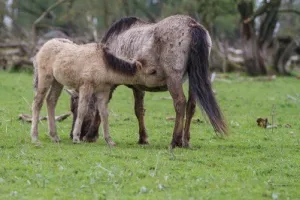 Beleef de Nieuwe Wildernis