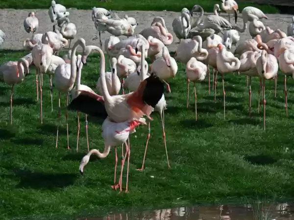Altijd leuk, de flamingo's bekijken. Foto: Diergaarde Blijdorp © Rob Doolaard