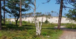 Over de blanke toppen van de Schoorlse Duinen