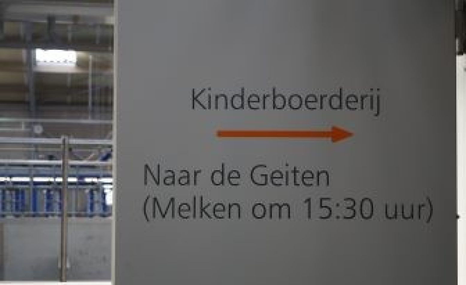 In de melkstal kunnen bezoekers iedere dag kijken bij het melken.