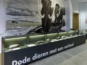 Natuurhistorisch Museum Rotterdam De centrale hal van het Natuurhistorisch Museum. Foto: Walter Herfst