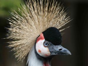 De Oliemeulen Zoo