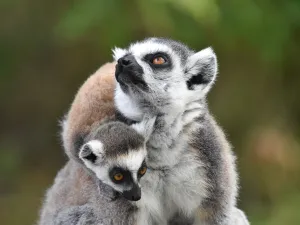 Wandel tussen de ringstaartmaki's en doodshoofdaapjes. Foto: Dierenpark Hoenderdaell