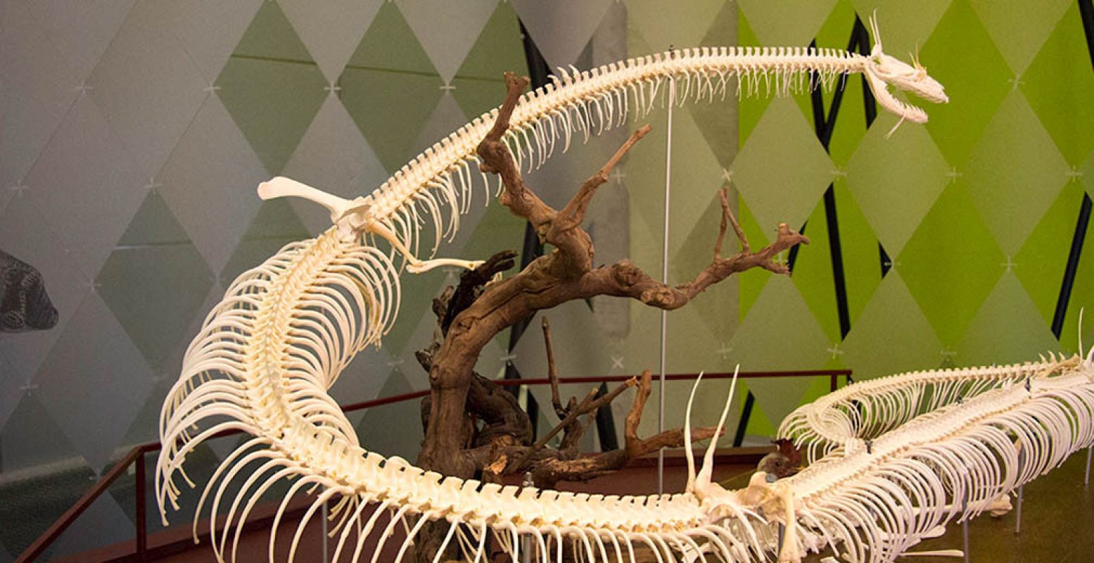 Het skelet werd door een wetenschapper gemaakt met botten van konijnen en kippen en het geraamte van een grote slang. Foto: Limburgs Museum.