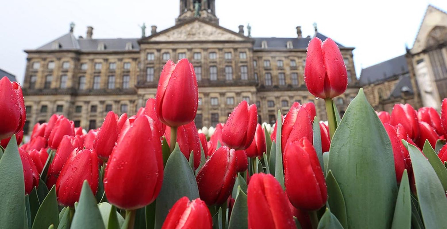 Een bijzonder gezicht: de Dam vol kleurige tulpen. Foto: Nationale Tulpendag 2018.