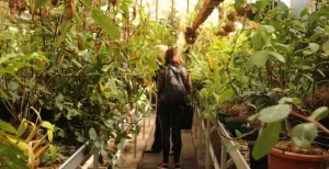 Hortus botanicus Leiden: hier word je spontaan verliefd In de kassen groeien vreemde tropische planten, fladderen vlinders rond en drijven reuzenwaterlelies (Victoria Amazonica) rond. Foto: Redactie DagjeWeg.NL