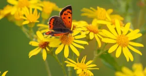 Ontdek de vlinders en bloemen van het Zwanenwater | Foto geüpload door gebruiker Natuurmonumenten. Ontdek de vlinders en bloemen van het Zwanenwater | Foto geüpload door gebruiker Natuurmonumenten.