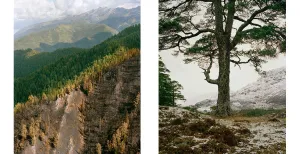 Ontdek de noordelijke wouden in expositie Borealis