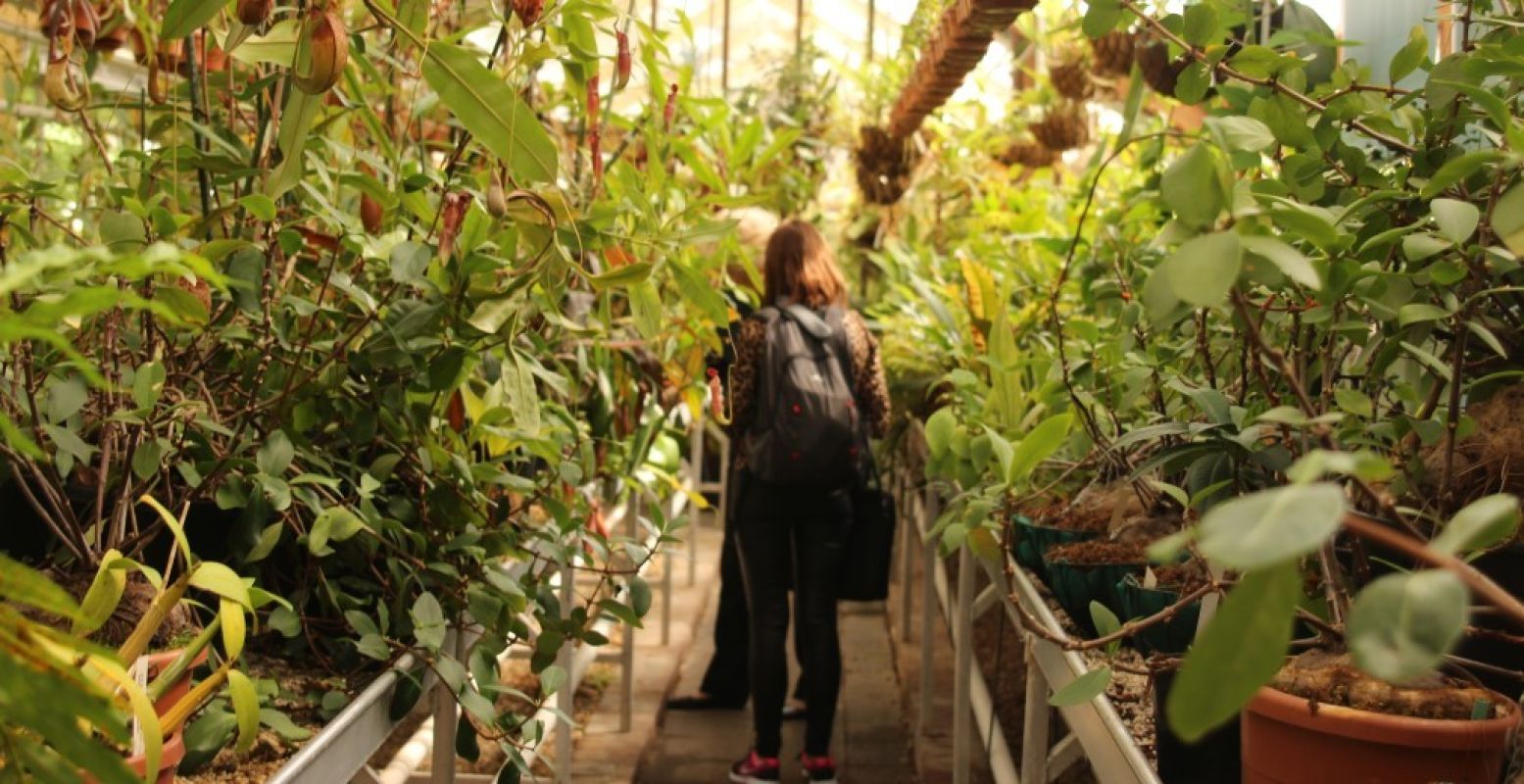 In de kassen groeien vreemde tropische planten, fladderen vlinders rond en drijven reuzenwaterlelies (Victoria Amazonica) rond. Foto: Redactie DagjeWeg.NL