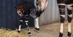 Geboorteberichten uit de Nederlandse dierenparken