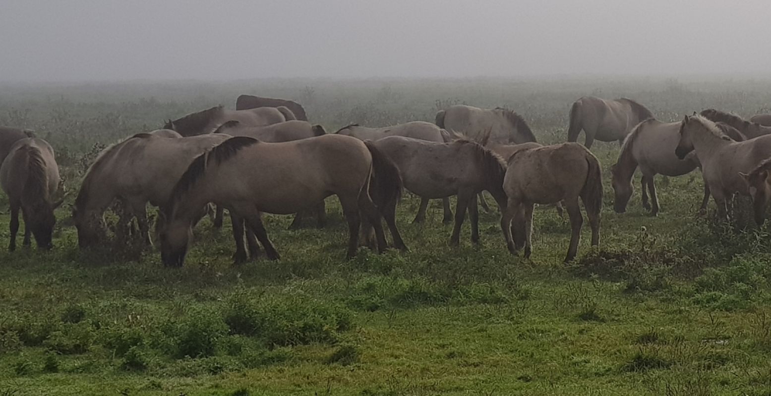 Konikpaarden in de mist. In Nationaal Park Lauwersmeer kun je naast deze wilde paarden ook Schotse hooglanders tegenkomen. Foto: DagjeWeg.NL © Tonny van Oosten