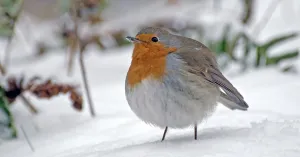 OERRR Struinen met de boswachter in het winterbos OERRR Struinen met de boswachter in het winterbosFoto geüpload door gebruiker Natuurmonumenten.