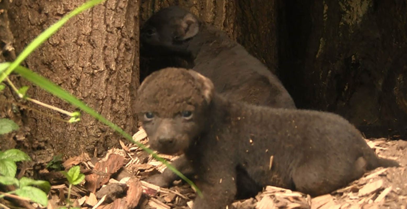 De twee pups maken het goed. Foto: DierenPark Amersfoort.