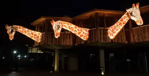 Wauw: lichtshow Burgers_ Light is magischer dan ooit Burgers' Light is van 23 februari tot en met 9 maart 2019 te beleven in de dierentuin in Arnhem. Foto: Burgers' Zoo.