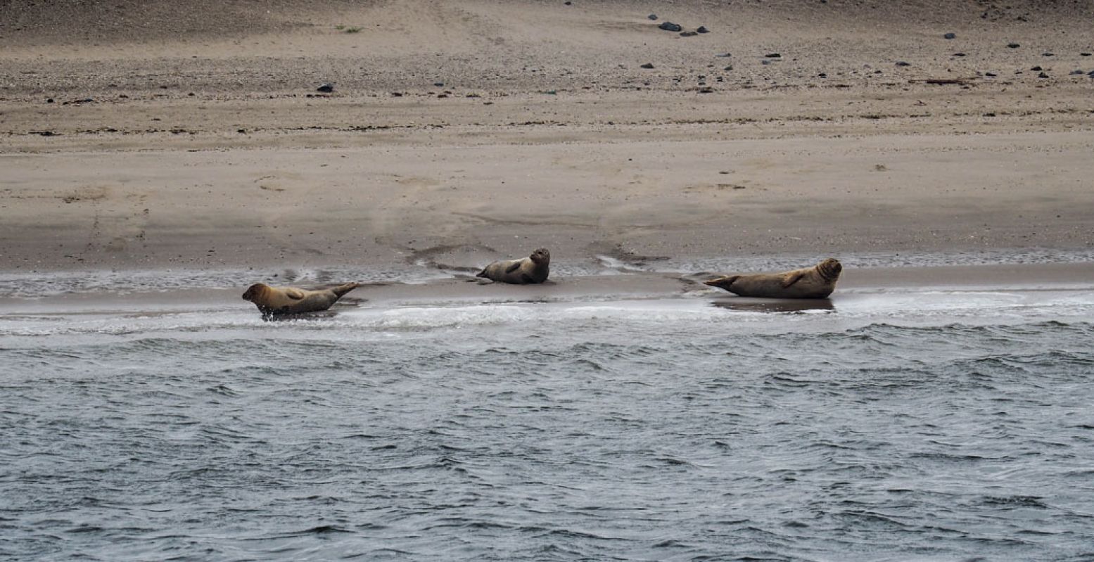 Als je geluk hebt, spot je misschien wel zeehonden. Foto: Redactie DagjeWeg.NL