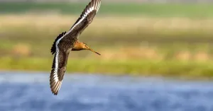 Vogels spotten op de fiets in Eemland Vogels spotten op de fiets in Eemland | Foto geüpload door gebruiker Natuurmonumenten.