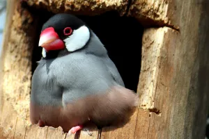 Schattig en exotisch: de rijstvogel. Foto: Taman Indonesia.