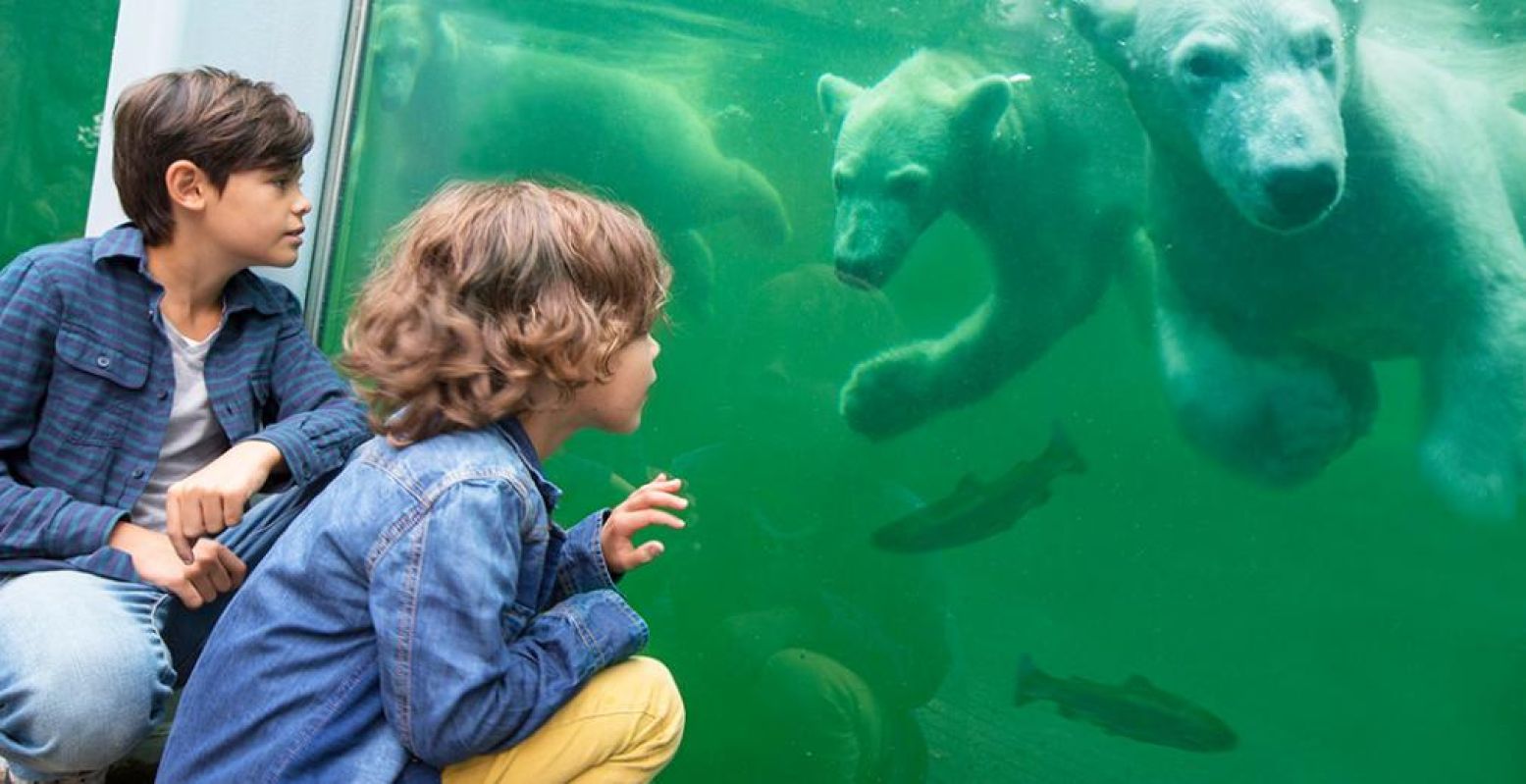 IJsberen kijken in Ouwehands Dierenpark. Foto: Ouwehands Dierenpark