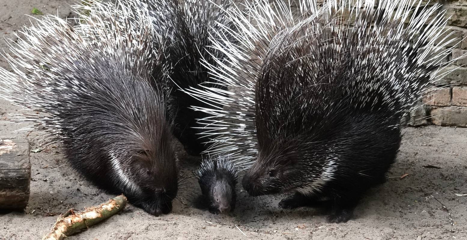 Dit pasgeboren witstaartstekelvarkentje heeft zorgzame ouders. Foto: Dierenpark Amersfoort ©