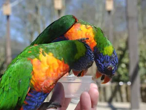 Lori's eten in de Lorituin uit je hand. Foto: Dierenpark Hoenderdaell