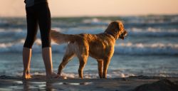 Woef! Dagje weg met de hond in Zuid-Holland