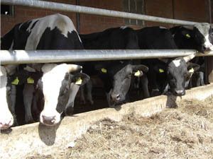 Slapen bij de boer: Melkveehouderij Hoeve Banenburg