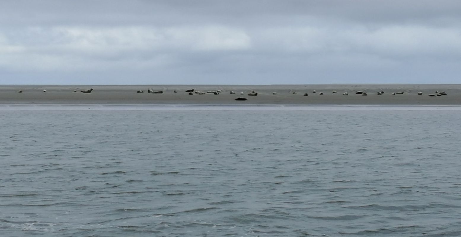 Zeehonden op het Wad. Foto: DagjeWeg.NL @ Coby Boschma