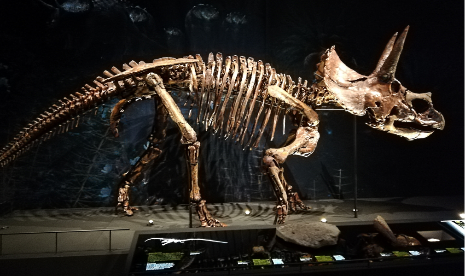 Deze triceratops is een van de vele dinosaurussen die te zien is in de Dinozaal van het vernieuwde Naturalis. Foto: DagjeWeg.NL.