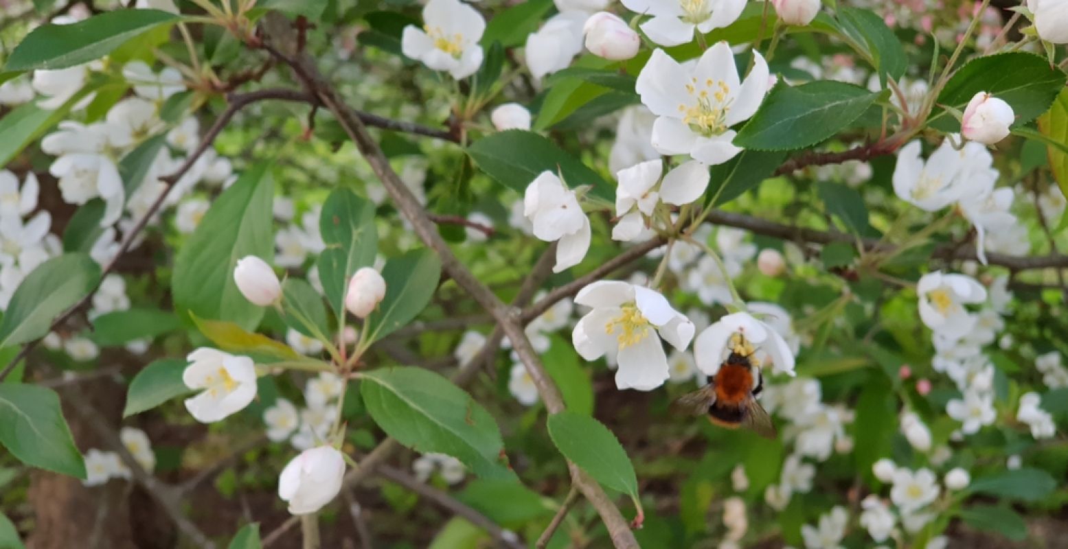 Spot je de bij? In botanische tuinen zoemen de bijen om bloeiende bomen en struiken heen en kun je nog veel meer leven zien. Foto: DagjeWeg.NL / Tonny van Oosten