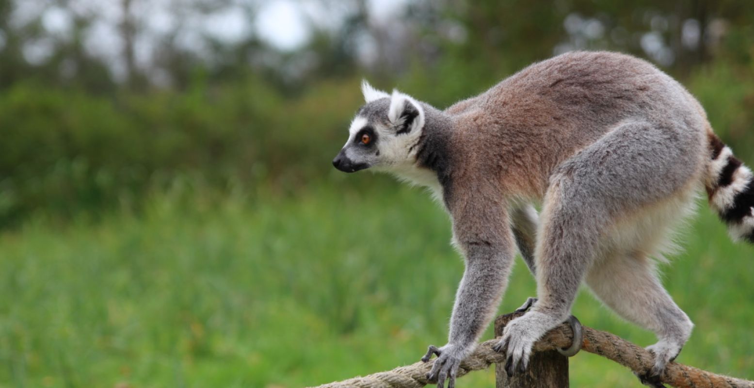 Volgens de NVD staan de 13 grootste dierentuinen van Nederland al in de startblokken. Wanneer mogen ze? Foto: DagjeWeg.NL, Coby Boschma.