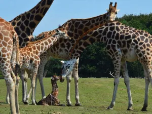 Ontmoet de familie giraffes.