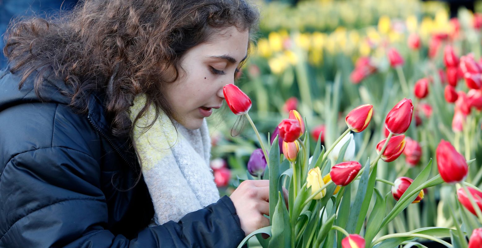 Ga een gratis bosje tulpen plukken in Amsterdam! Foto: Tulpen Promotie Nederland